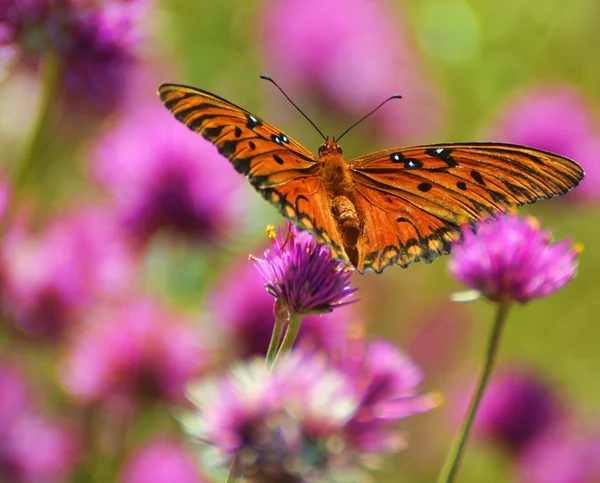 Затока Fritillary метелик — стокове фото