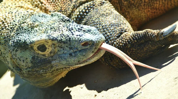 Komodo Dragon Flicks Tongue — Stock Photo, Image
