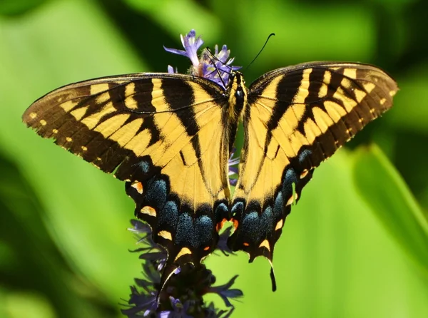 Tigre oriental cola de golondrina mariposa —  Fotos de Stock