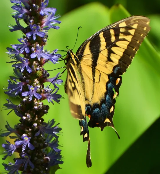 У Tiger Swallowtail метелик — стокове фото