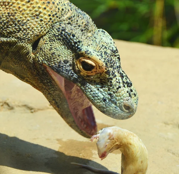 Komodo Dragon Eating a Mouse — Stock Photo, Image