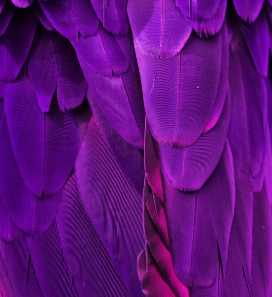 紫色の羽 — ストック写真