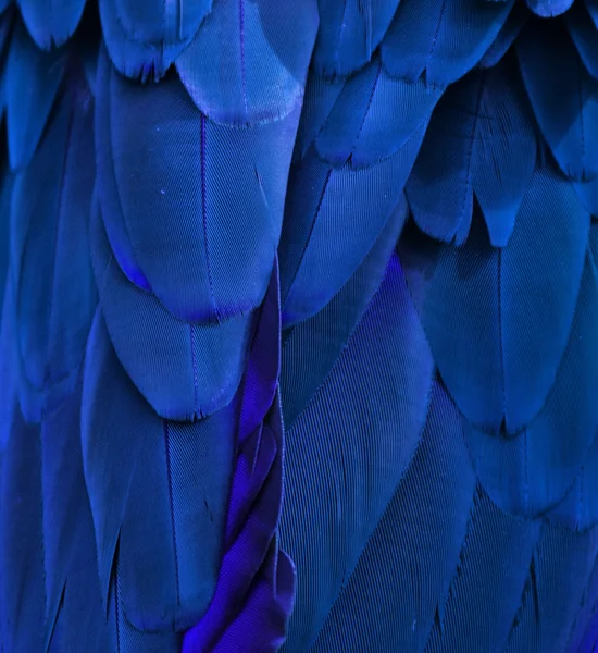 Plumas de guacamayo azul —  Fotos de Stock