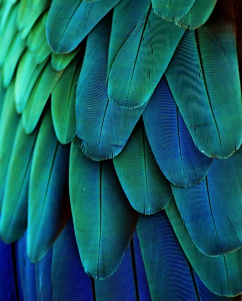 Blaue und grüne Ara-Federn — Stockfoto