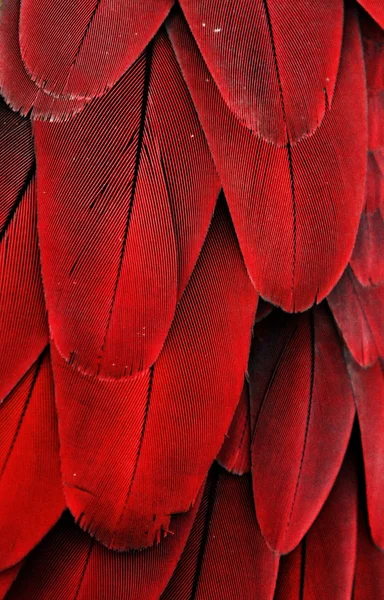 Plumas rojas —  Fotos de Stock