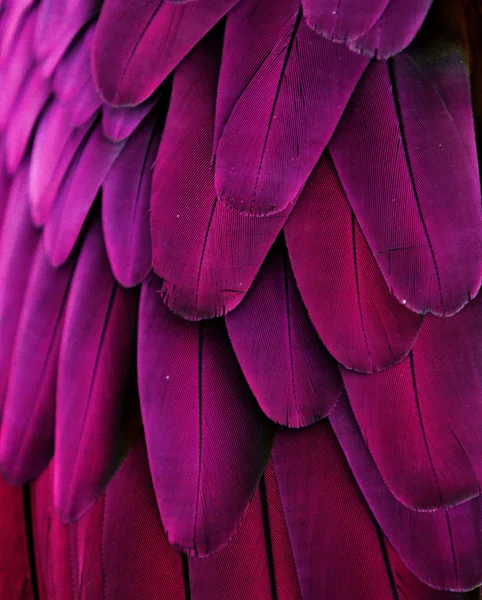 Pink Feathers — Stock Photo, Image