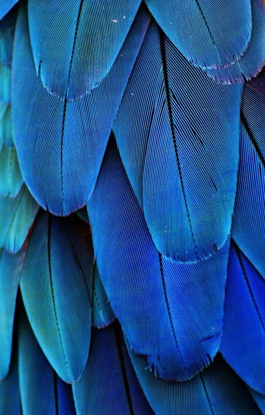 Plumas de guacamayo azul — Foto de Stock