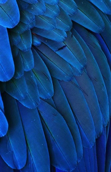 Plumas de guacamayo azul — Foto de Stock