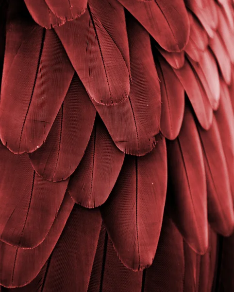 Červené peří — Stock fotografie