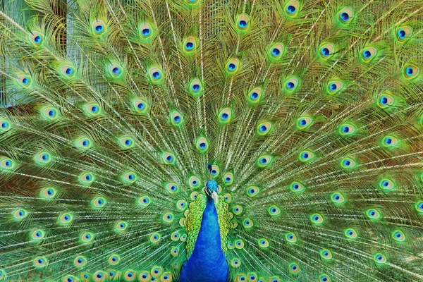 Pavo real con plumas extendidas — Foto de Stock