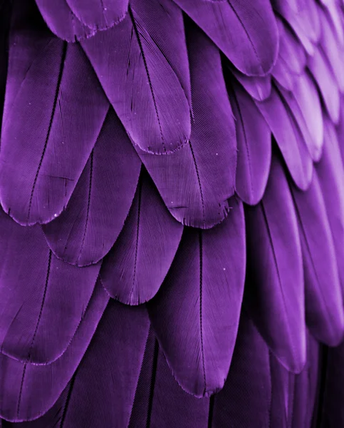 Plumes violettes — Photo