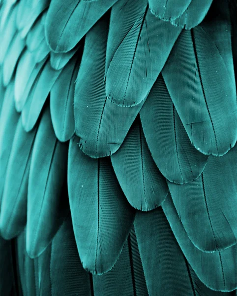 Turquoise Macaw Feathers — Stock Photo, Image