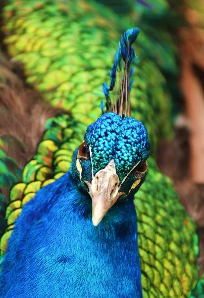 Retrato de pavo real — Foto de Stock