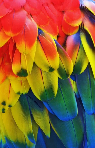 Penas de arara (arco-íris ) — Fotografia de Stock