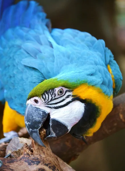 Guacamayo azul y amarillo —  Fotos de Stock