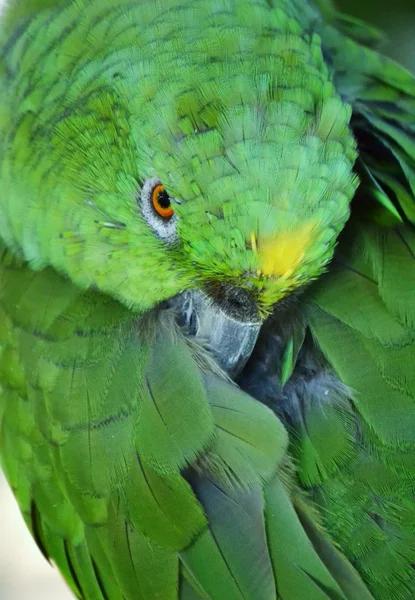 Grön papegoja — Stockfoto
