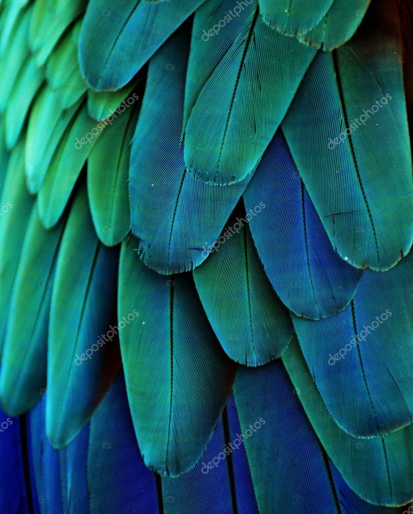Blue and Green Macaw Feathers Stock Photo by ©MichaelFitzsimmons 77597126