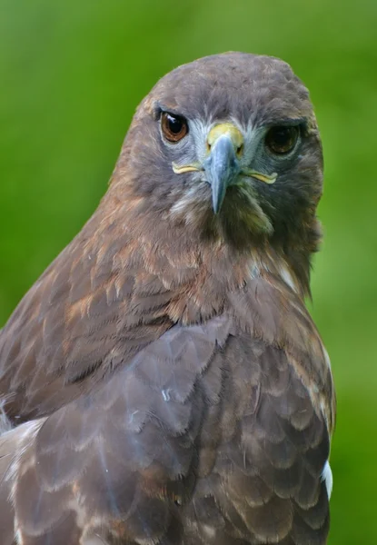 Piros farkú Hawk zöld háttérrel — Stock Fotó