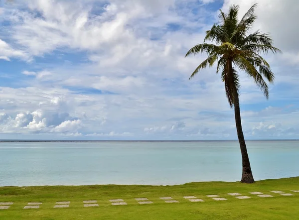 Tropikal bir plajda palmiye ağacı — Stok fotoğraf