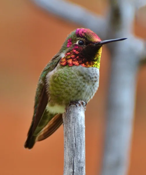 Ruby torkú hummingbird — Stock Fotó