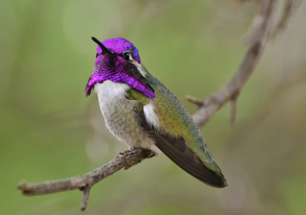 Colibri à tête violette — Photo