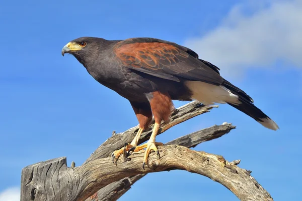 «Яструб» Харріс (Parabuteo unicinctus) — стокове фото