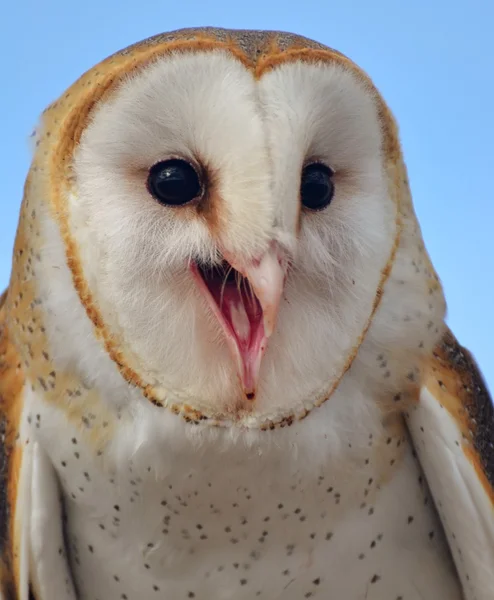 Happy Barn Owl — Stock Photo, Image