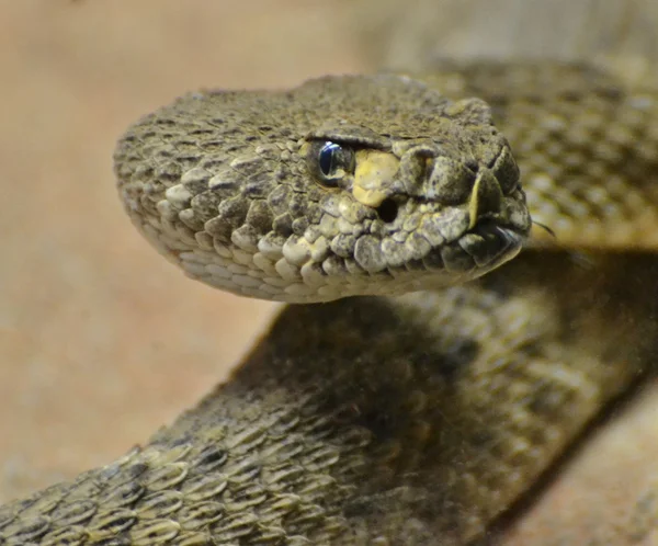 Serpent à sonnette Diamondback en Arizona — Photo