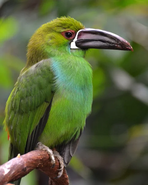 Crimson-Rumped Toucanet — Stockfoto