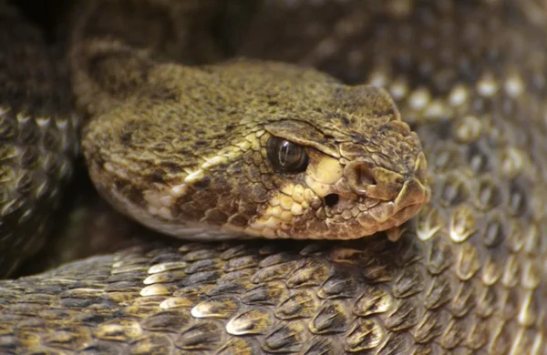 Serpiente de cascabel Diamondback en Arizona — Foto de Stock