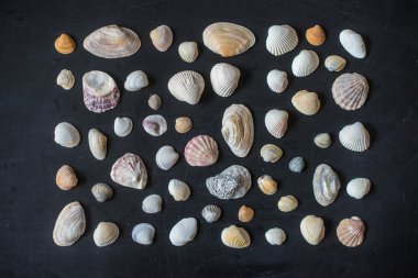 Deniz kabukları kara tahta üzerinde. 