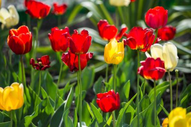 Lale. Kırmızı ve sarı lale. Sevimli taze çiçekler Buket
