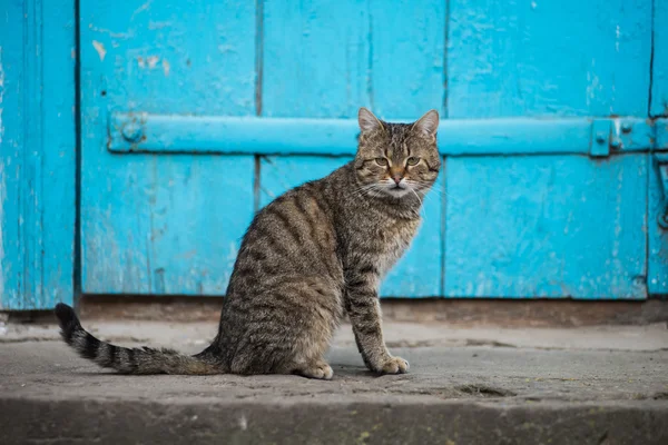 Kedi mavi kapının yanında bahçesinde oturur.