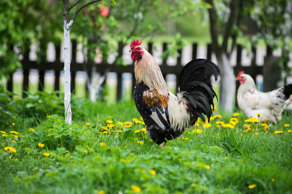 Rooster and Chickens. Rustic background