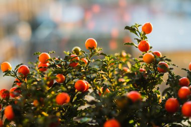 Solanum pseudocapsicum çilek portre resim