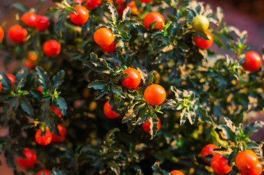 Solanum pseudocapsicum çilek portre resim