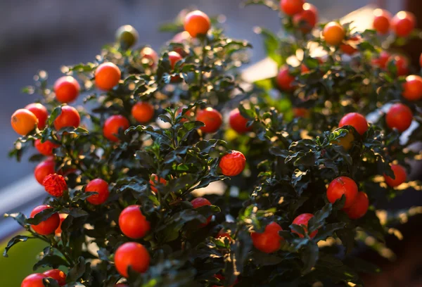 Solanum pseudocapsicum çilek portre resim