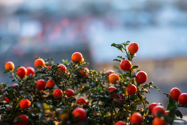 Solanum pseudocapsicum çilek portre resim