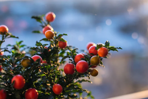 Solanum pseudocapsicum bogyók Közelkép kép — Stock Fotó