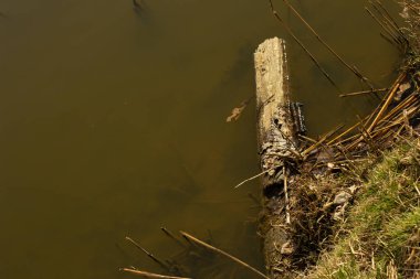 Riga, Letonya 'daki Zafer Parkı' ndaki Gölette Yatan Kütük. 2020 Baharı.