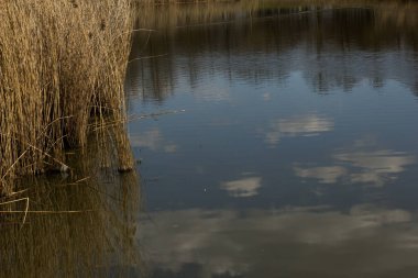 Riga 'daki Zafer Parkı' nda gölet. 2020 Baharı.