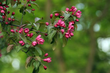 Bir ağaç bahar Park üzerinde pembe çiçekler.