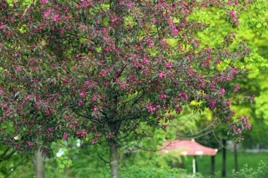 Parlak pembe çiçekli çiçekli ağaç.