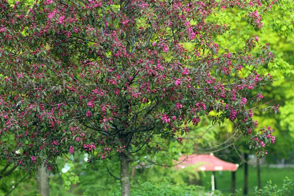 Flowering tree with bright pink flowers. — Stock Photo, Image