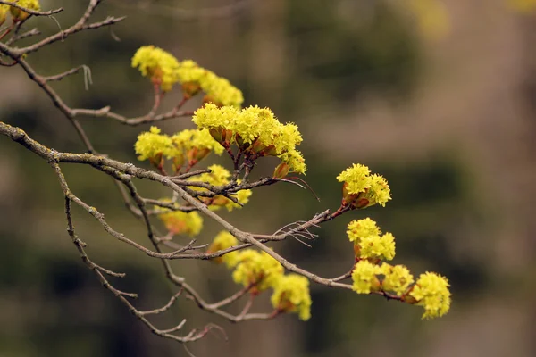 Spring landscape. Bright yellow flowers on a tree. — Stock Photo, Image