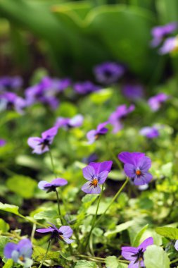 Hercai Menekşe - güzel ve narin çiçekler. 