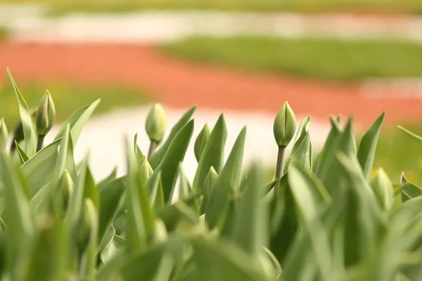 Green tulips in the city park. — Stock Photo, Image