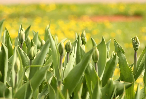 Våren landskap, solig dag. — Stockfoto