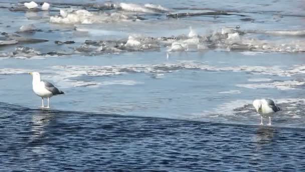 Άνοιξη, μια ηλιόλουστη ημέρα, το drift πάγου. — Αρχείο Βίντεο