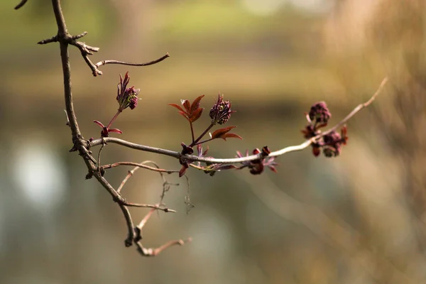 Albero fiorito in un parco primaverile . — Foto Stock